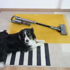 Pies leży obok odkurzacza bezprzewodowego na dywanie.